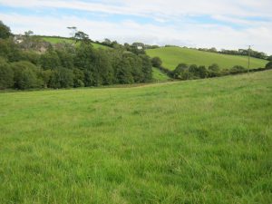 Grazing at Wakeham Farm