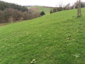 Grazing at Nethercott Farm, Chawleigh